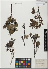 Foto von Salix glabra Scop.